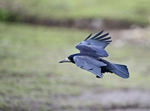 : Rook Corvus frugilegus Norfolk spring