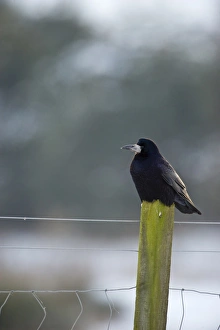 Crow Prints: Rook Corvus frugilegus Norfolk wnter