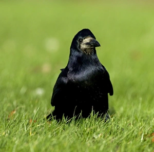Crow Prints: Rook feeding on farmland winter UK