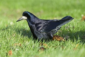 Rook Northumberland winter