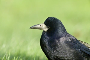 Crow Prints: Rook Northumberland winter