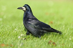 Rook Northumberland winter