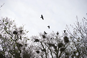 Rookery Norfolk late winter