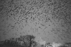 Roost Prints: Rooks Corvus corone arriving at roost at Buckenham Carrs Norfolk February