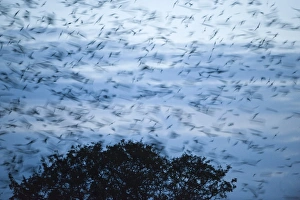 Rooks Corvus frugilegus arriving at roost at Buckenham in Yare Valley Norfolk winter Rooks Corvus frugilegus arriving at roost at Buckenham in Yare Valley Norfolk winter