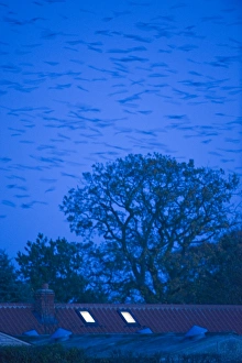 Rooks Corvus frugilegus arriving at roost at Buckenham in Yare Valley Norfolk winter Rooks Corvus frugilegus arriving at roost at Buckenham in Yare Valley Norfolk winter