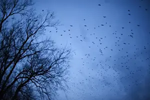 Rooks Corvus frugilegus arriving at roost at Buckenham Norfolk winter