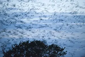 Rooks Corvus frugilegus arriving at roost at Buckenham in Yare Valley Norfolk winter