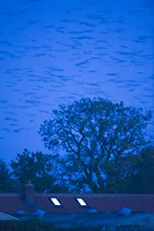 Rooks Corvus frugilegus arriving at roost at Buckenham in Yare Valley Norfolk winter