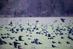 Rooks Corvus frugilegus gathering before going to roost Buckenham Norfolk winter Rooks Corvus frugilegus gathering before going to roost Buckenham Norfolk winter