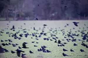 Flock Prints: Rooks Corvus frugilegus gathering before going to roost Buckenham Norfolk winter