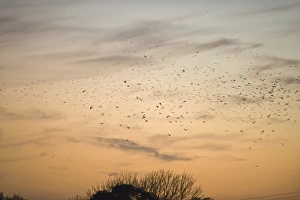 Crows mainly Rooks and Jackdaws arriving at roost Buckenham in Yare Valley Norfolk winter