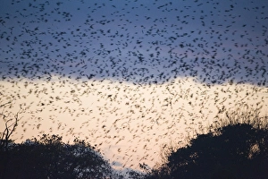Rooks Corvus frugilegus and Jackdaws Corvus monedula arriving at roost at Buckenham Rooks Corvus frugilegus and Jackdaws Corvus monedula arriving at roost at Buckenham