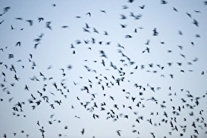 Crows mainly Rooks and Jackdaws arriving at roost Buckenham in Yare Valley Norfolk winter