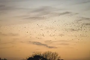 Rooks Corvus frugilegus and Jackdaws Corvus monedula arriving at roost at Buckenham