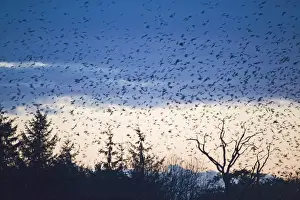 Rooks Corvus frugilegus and Jackdaws Corvus monedula arriving at roost at Buckenham