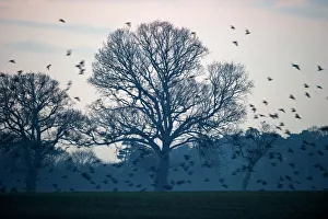 Rooks Corvus frugilegus at pre roost gathering Buckenham in Yare Valley Norfolk Rooks Corvus frugilegus at pre roost gathering Buckenham in Yare Valley Norfolk