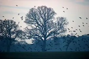 Flock Prints: Rooks Corvus frugilegus at pre roost gathering Buckenham in Yare Valley Norfolk