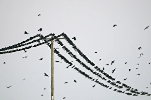 Rooks Corvus frugilegus at pre-roost gathering near Buckenham in Yare Valley Norfolk