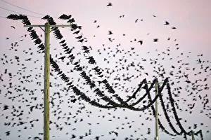 Rooks Corvus frugilegus at pre-roost gathering near Buckenham in Yare Valley Norfolk Rooks Corvus frugilegus at pre-roost gathering near Buckenham in Yare Valley Norfolk