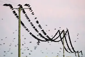 Rooks Corvus frugilegus at pre-roost gathering near Buckenham in Yare Valley Norfolk