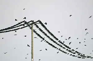 Rooks Corvus frugilegus at pre-roost gathering near Buckenham in Yare Valley Norfolk