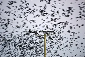 Rooks Corvus frugilegus at pre-roost gathering near Buckenham in Yare Valley Norfolk