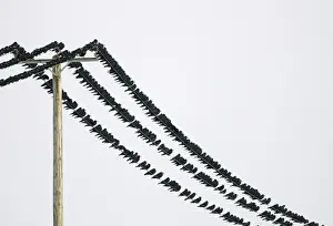 Rooks Corvus frugilegus at pre-roost gathering near Buckenham in Yare Valley Norfolk