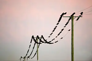 Flock Prints: Rooks Corvus frugilegus at pre-roost gathering near Buckenham in Yare Valley Norfolk