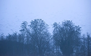 Roost Prints: Rooks Corvus frugilegus at roost Buckenham Norfolk