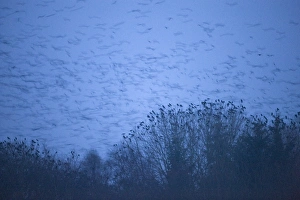 Rooks Corvus frugilegus roost Buckenham Norfolk UK