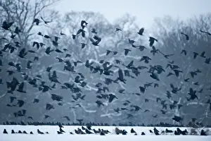 Rooks Corvus grugilegus gathering at roost Buckenham Norfolk winter