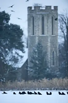 Flock Prints: Rooks Corvus grugilegus gathering at roost Buckenham Norfolk winter