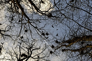 Rooks at Rookery Corvus frugilegus Gloucestershire early spring Rooks at Rookery Corvus frugilegus Gloucestershire early spring