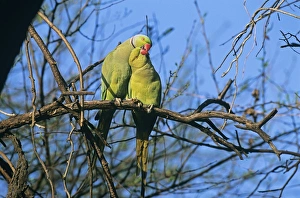 Rose-ringed Parakeet India