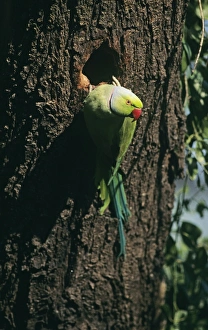 Parakeet Prints: Rose-ringed Parakeet India