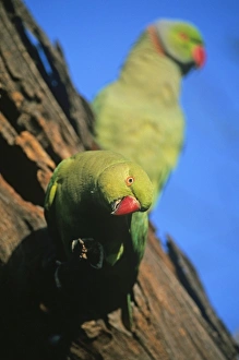 Rose-ringed Parakeet India