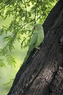 Parakeet Prints: Rose-ringed Parakeet Psittacula krameri Bhratpur India