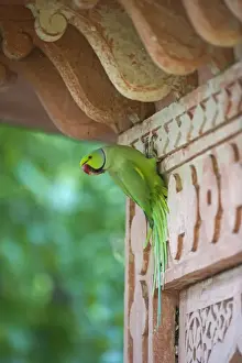 : Rose-ringed Parakeet Psittacula krameri Bhratpur India