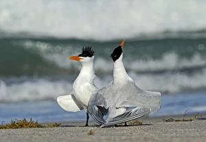 Royal Terns Thalasseus maximus pair displaying on beach Cape Canaveral Florida USA Royal Terns Thalasseus maximus pair displaying on beach Cape Canaveral Florida USA