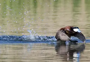 Ruddy Duck Oxyura jamaicensis male displaying on pool Cley Norfolk April