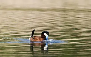 Male Prints: Ruddy Duck Oxyura jamaicensis male displaying on pool Cley Norfolk April