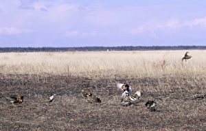 A Ruff lek on a Finnish bog Finland May