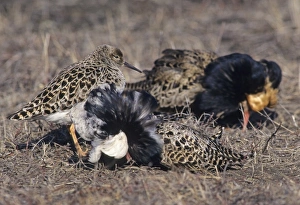 Courtship Prints: A Ruff lek on a Finnish bog Finland May