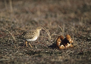 A Ruff lek on a Finnish bog Finland May