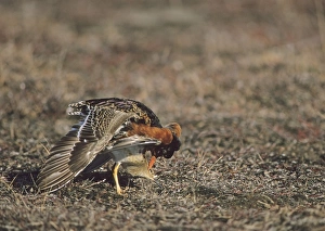 Ruff mating at a lek Finland May
