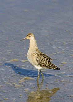 Ruff Philomachus pugnax juvenile August Norfolk
