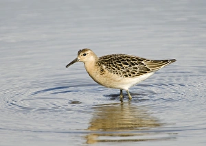 Images Dated 19th August 2006: Ruff Philomachus pugnax juvenile August Norfolk