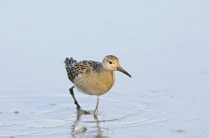 Ruff Philomachus pugnax juvenile August Norfolk