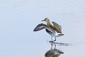 Ruff Philomachus pugnax juvenile August Norfolk